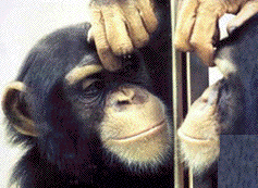 chimpanze-mirror