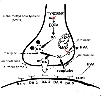 Haldol dopamine antagonist