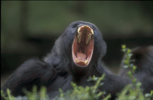 gorilla-yawning