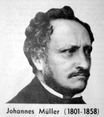 johannes muller