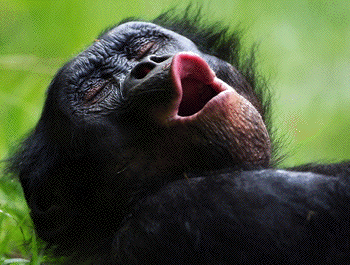 [Imagen: bonobo_yawning.gif]
