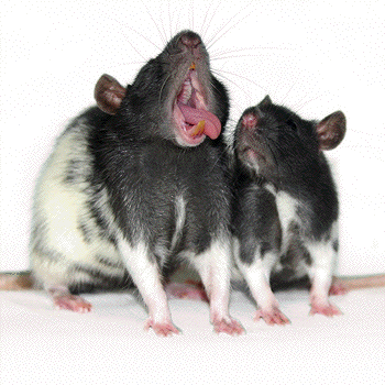 rats