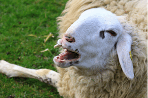sheep yawning