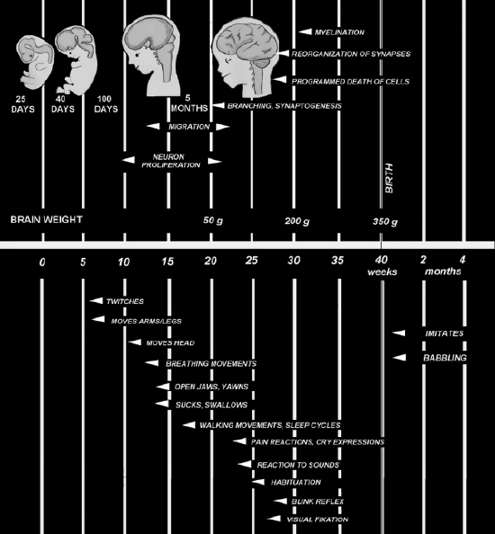 fetal_devlopment