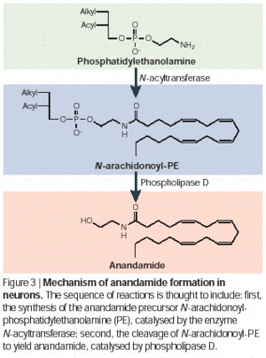 anandamide