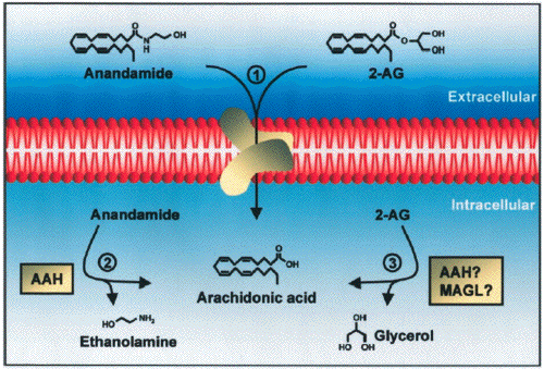 anandamide