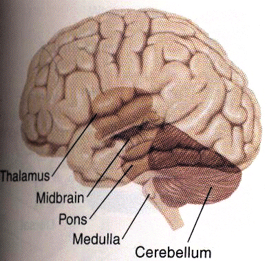 cerebrum