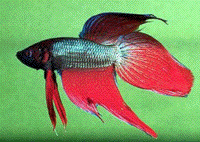 betta splendens