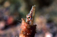 pike blenny