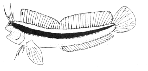 blennius.rouxi