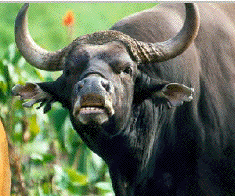 yawn-banteng