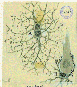 ramon y cajal