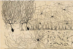 ramon y cajal