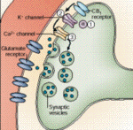 cannabidoid.receptor