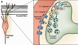 cannabidoid.receptor