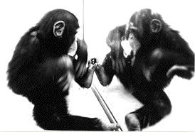 chimpanze mirror