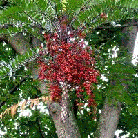 Eurycoma longifolia