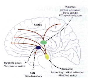 circadian clock