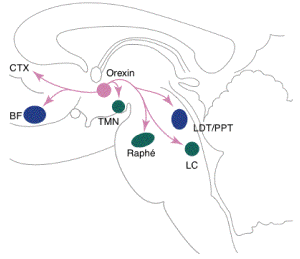 hypocretin