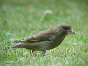 greenfinch