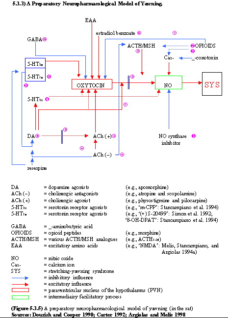 neuophysiology-yawning