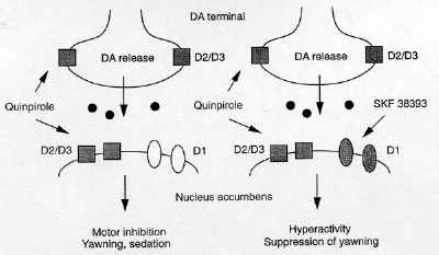 quinpirole