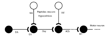 dopamine D3