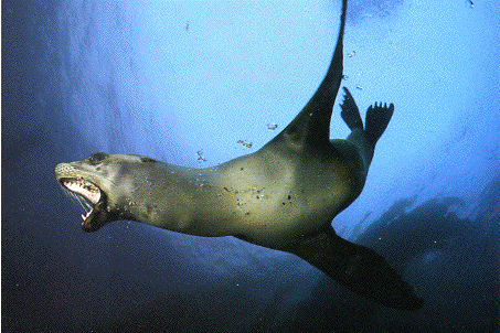 sea lion