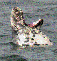 stretching-seal