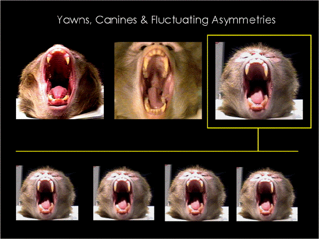 yawns-canines