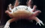 axolotl