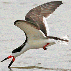 black skimmers