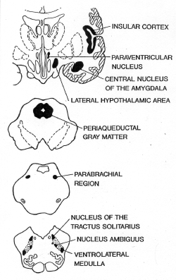 autonomic