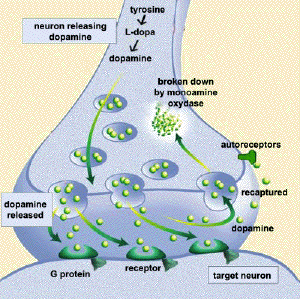 dopamine