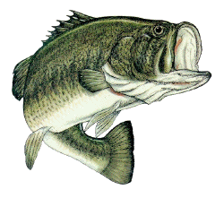 largemouth bass