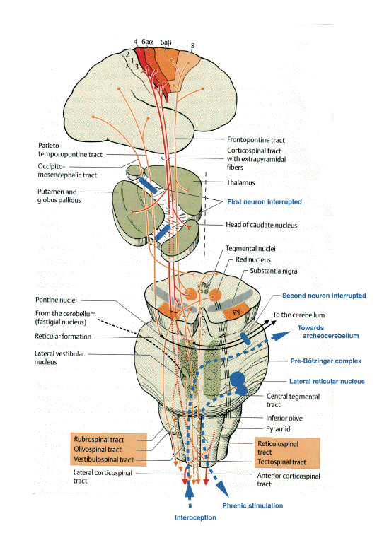 parakinésie brachiale oscitante