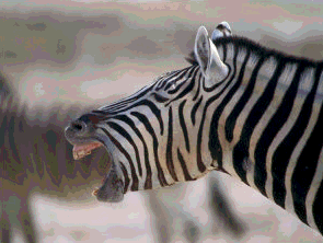 zebra