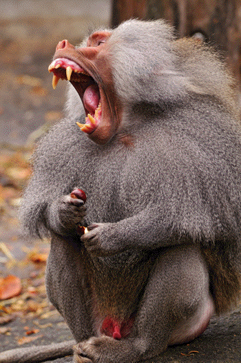 baboon