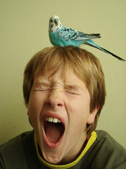 boy bird yawwn