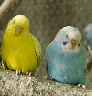 budgerigars