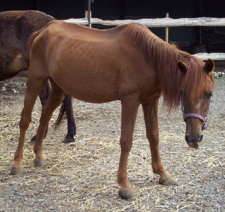 cheval