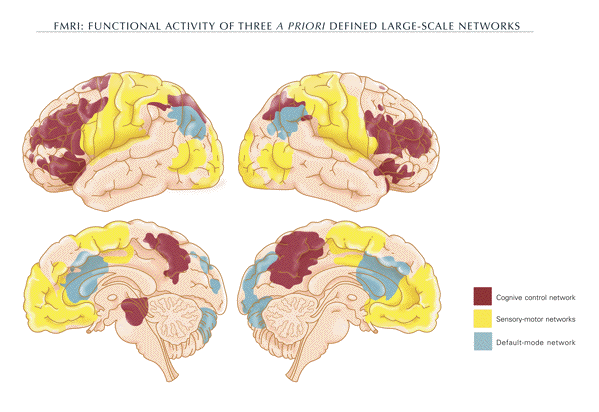 default mode network