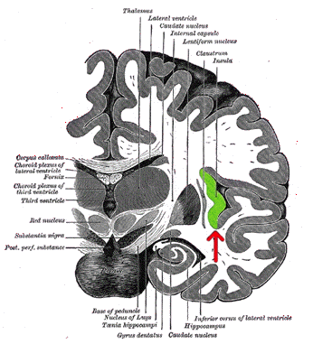 insula