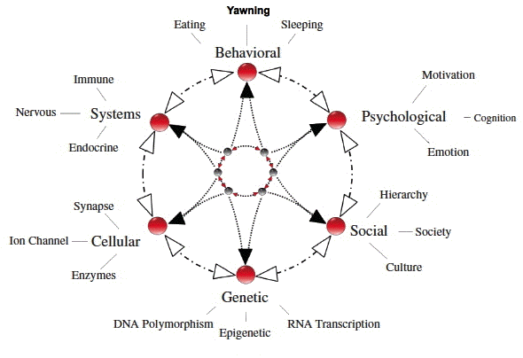 oxytocin yawning