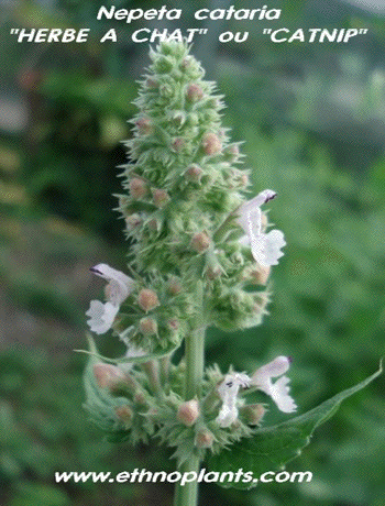 nepeta