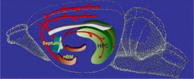 septo hippocampique