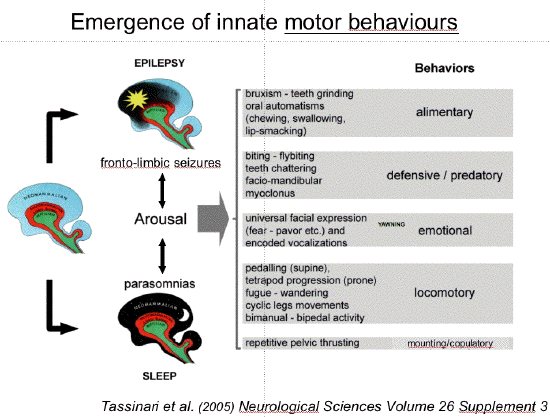 tassinari behaviour