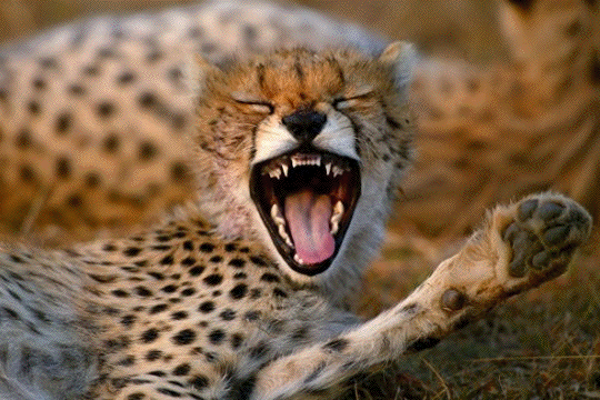 guepard