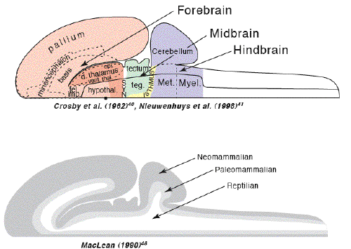 brain evolution