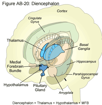 diencaphalon